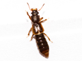 probable Bledius bicornis